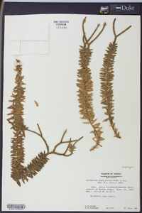 Huperzia phyllantha image