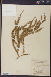 Lycopodium annotinum image