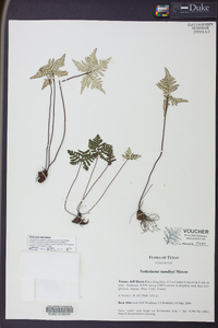 Notholaena standleyi image