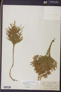 Dendrolycopodium hickeyi image