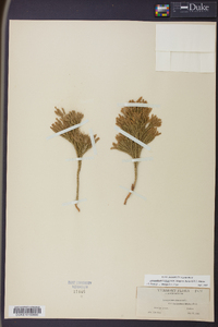 Dendrolycopodium hickeyi image