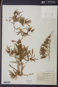 Diphasiastrum alpinum image