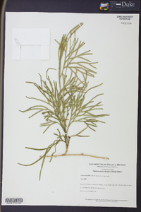 Diphasiastrum thyoides image