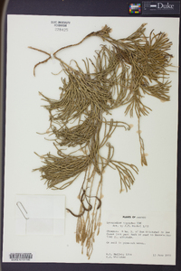 Diphasiastrum thyoides image