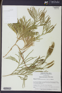 Diphasiastrum thyoides image