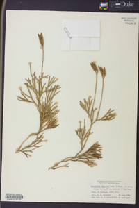 Diphasiastrum thyoides image