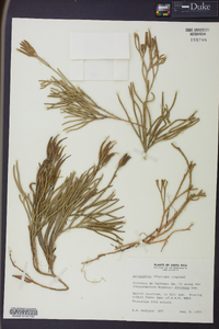 Diphasiastrum thyoides image