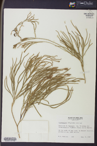 Diphasiastrum thyoides image