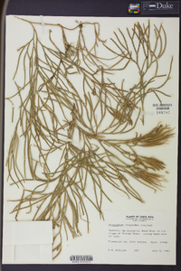 Diphasiastrum thyoides image