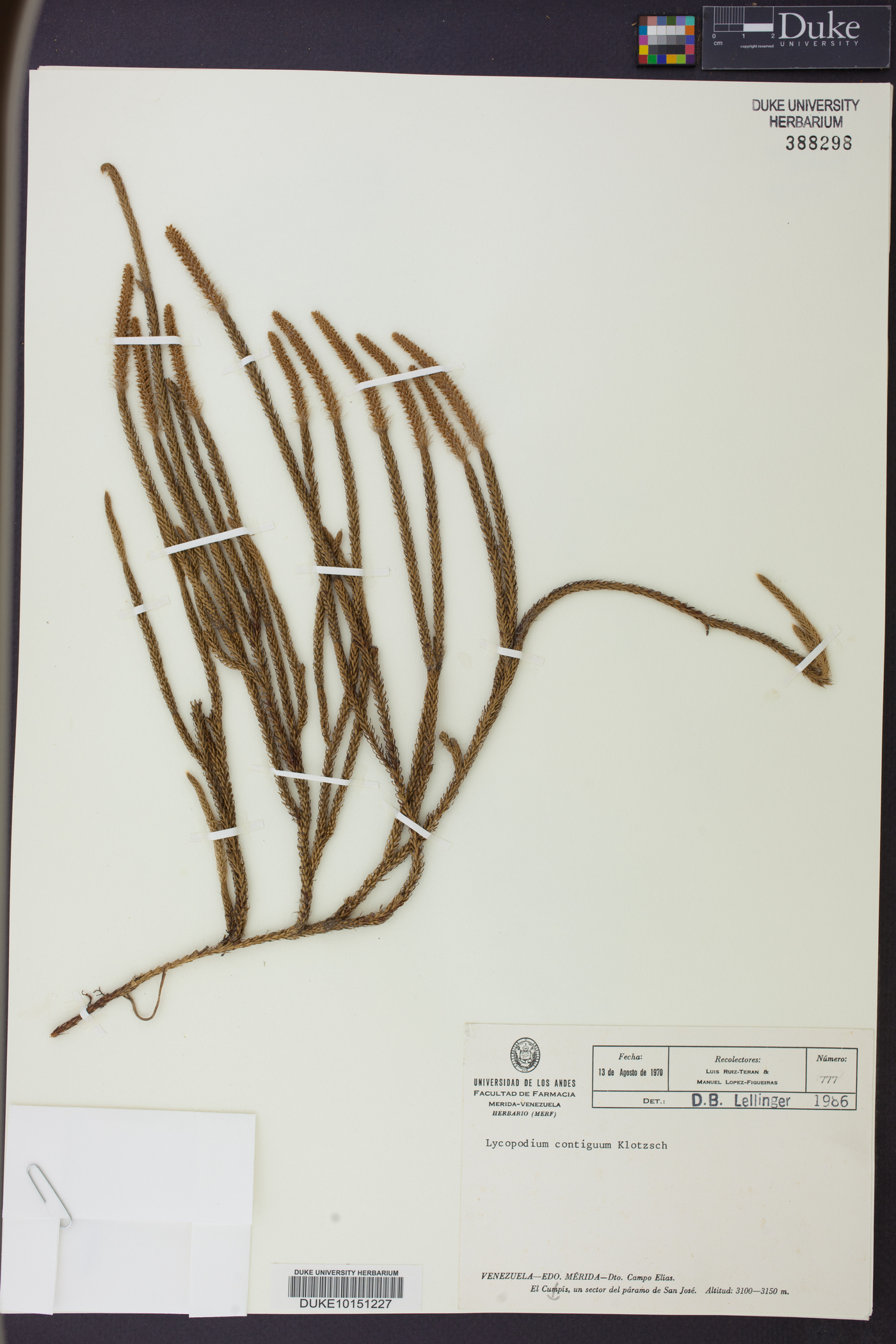 Lycopodium contiguum image