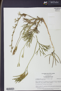 Diphasiastrum thyoides image