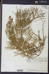 Diphasiastrum thyoides image