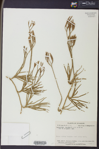 Diphasiastrum thyoides image