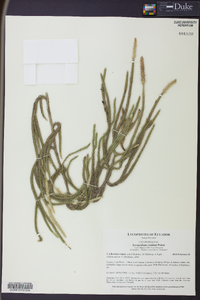 Lycopodium vestitum image