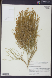 Lycopodium deuterodensum image