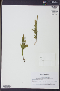 Dendrolycopodium juniperoideum image