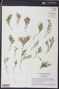 Selaginella bigelovii image