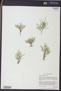 Selaginella bigelovii image