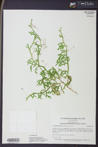 Selaginella douglasii image