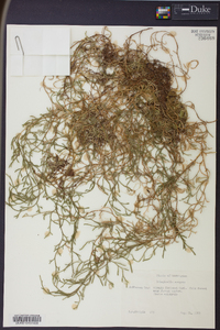 Selaginella oregana image