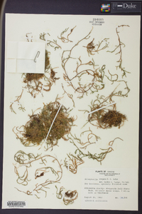 Selaginella oregana image