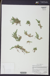 Selaginella peruviana image