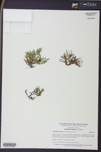 Selaginella rupestris image