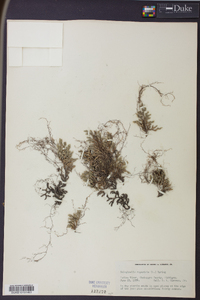 Selaginella rupestris image