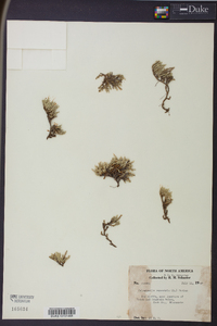 Selaginella rupestris image