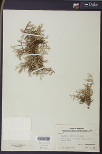 Selaginella rupestris image