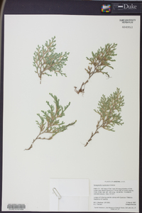 Selaginella rupincola image