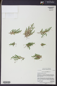 Selaginella scopulorum image