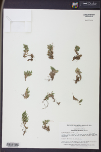 Selaginella peruviana image