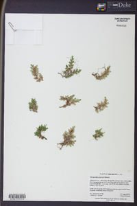 Selaginella peruviana image