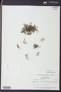 Selaginella wallacei image