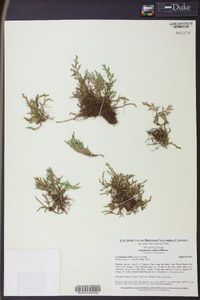 Selaginella wallacei image