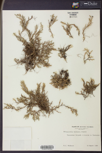 Selaginella wallacei image