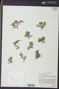 Selaginella watsonii image