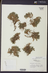 Selaginella watsonii image