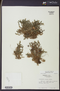 Selaginella watsonii image