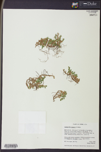 Selaginella watsonii image