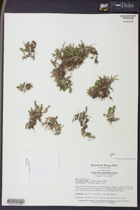 Selaginella wrightii image