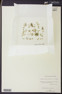 Selaginella bracei image