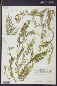 Selaginella cordifolia image