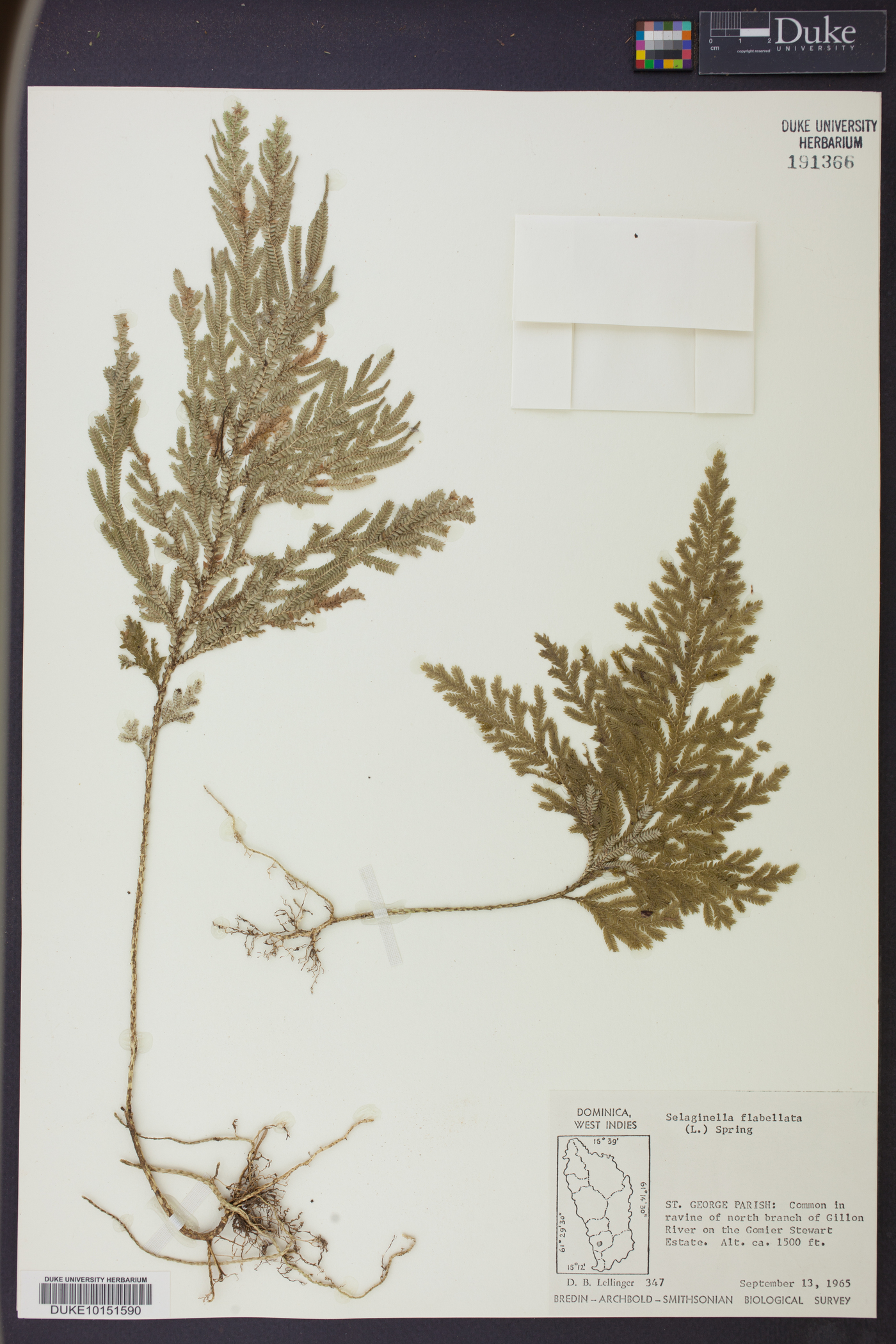 Selaginella flabellata image