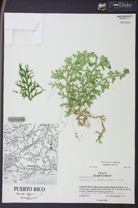 Selaginella krugii image