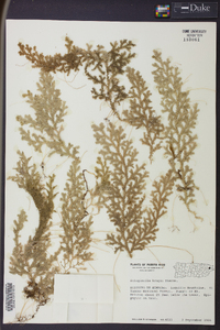 Selaginella krugii image