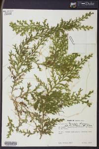 Selaginella krugii image