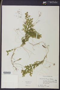 Selaginella krugii image