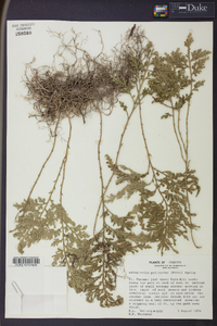 Selaginella pallescens image